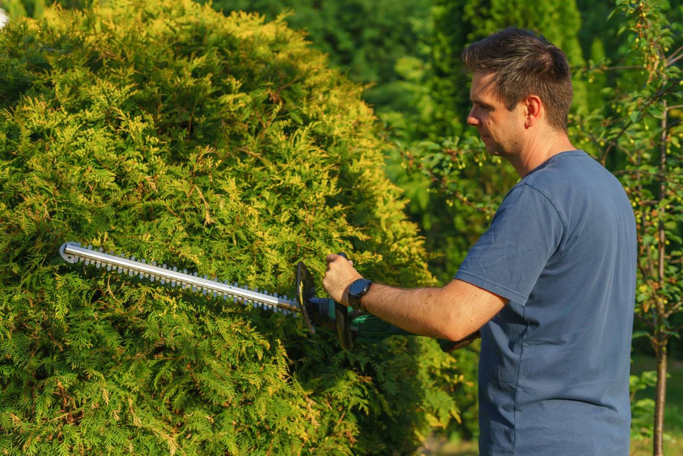 Gepflegter Gartenweg mit Hecken und Beeten